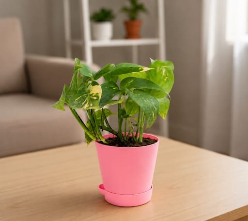 Gift Ready - Money Plant Green in 4 Inch Pink Florence Self Watering Pot - in Premium Gifting Box