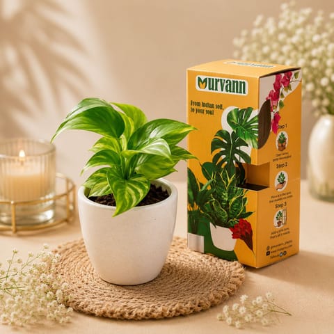 50 Money Plants in 4 Inch Classy White Cup Ceramic Pots - in Premium Gifting Box for bulk corporate gifts