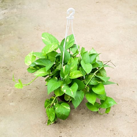 Air Purifying - Money Plant Green (Bushy) in 8 Inch Black Hanging Basket