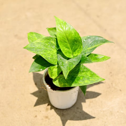 Air Purifying - Money Plant Green in 4 Inch Nursery Pot