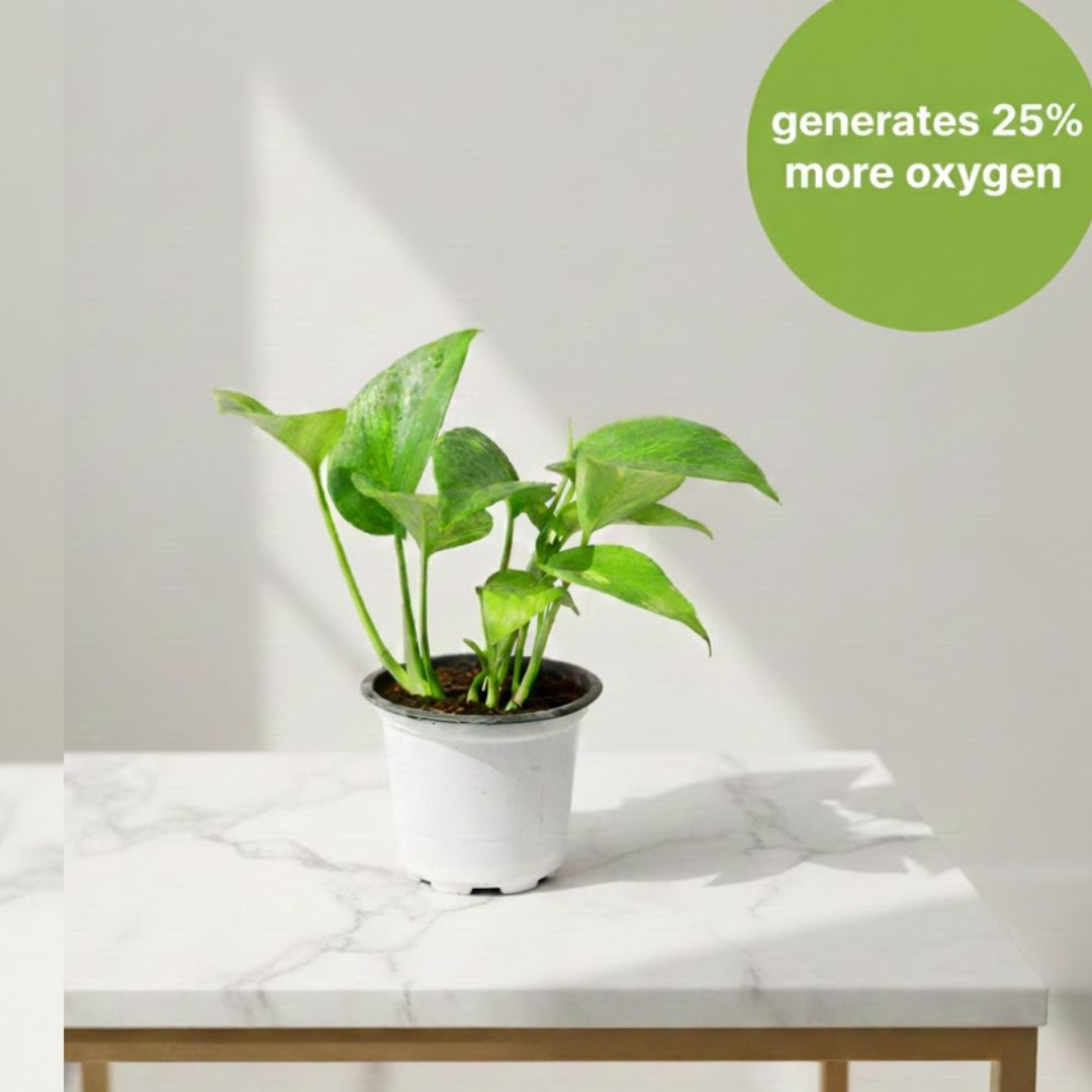 Beginner Friendly - Money Plant Green in 4 Inch Nursery Pot
