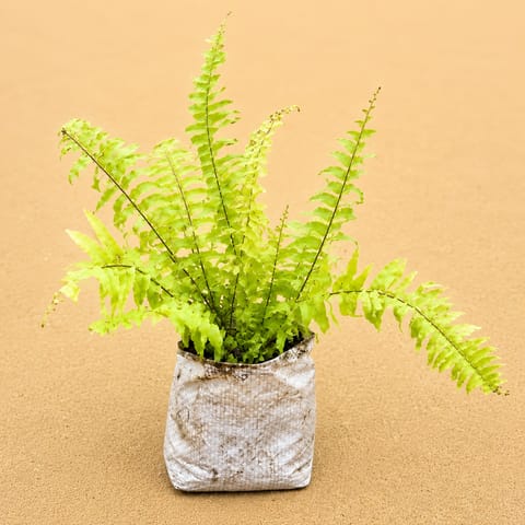 Fern Golden in 4 Inch Nursery Bag | Easy-Care