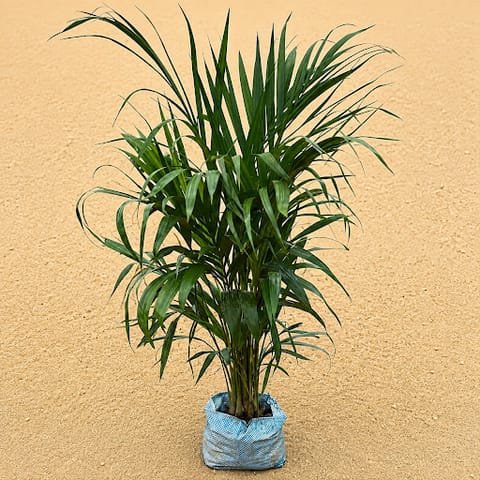 Areca Palm (~ 2.5- 3 Ft) in 6 Inch Nursery Bag