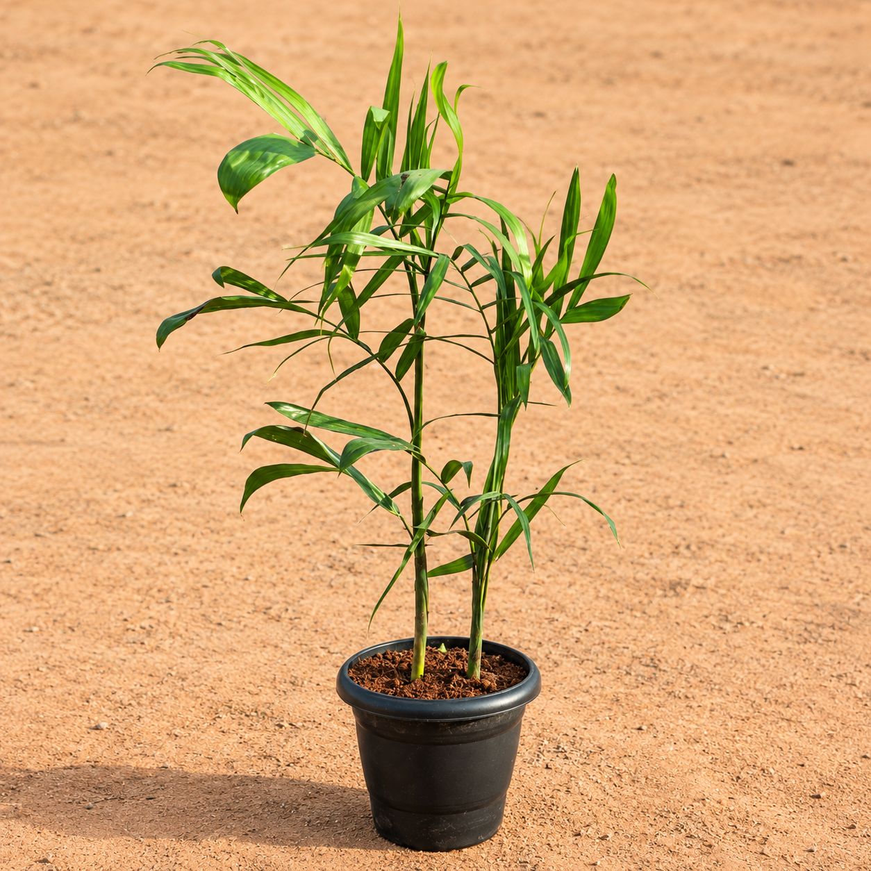Cane Palm (~2-2.5 ft) in 8 Inch Black Classy Plastic Pot