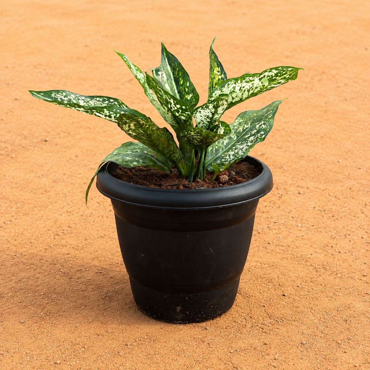 Large Aglaonema Snow White in 8 Inch Black Classy Plastic Pot