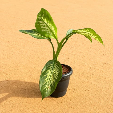 Large Dieffenbachia Seguine in 8 Inch Black Classy Plastic Pot