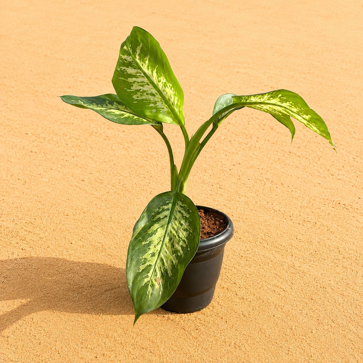 Large Dieffenbachia Seguine in 8 Inch Black Classy Plastic Pot