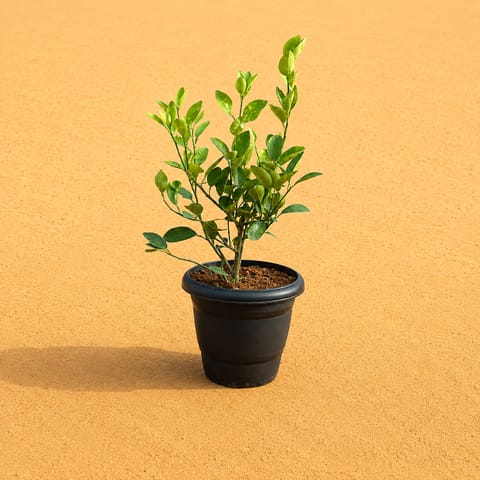 Kagzi Lemon / Nimbu in 8 Inch Black Classy Plastic Pot