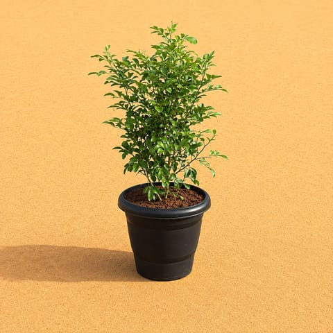 Madhu Kamini White / Murraya (~1.5 ft) in 8 Inch Black Classy Plastic Pot
