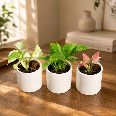Indoor Table Tops - Set of 3 - Money Plant N'Joy, Peace Lily & Aglaonema Pink in 4 Inch White Pipe Designer Ceramic Pot (any design)