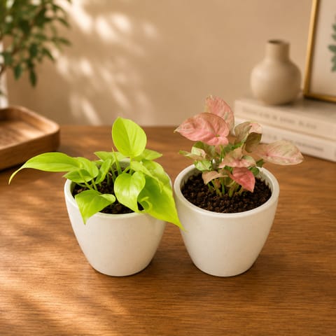 Set of 2 - Golden Money Plant & Syngonium Pink in 4 Inch Classy White Cup Ceramic Pot