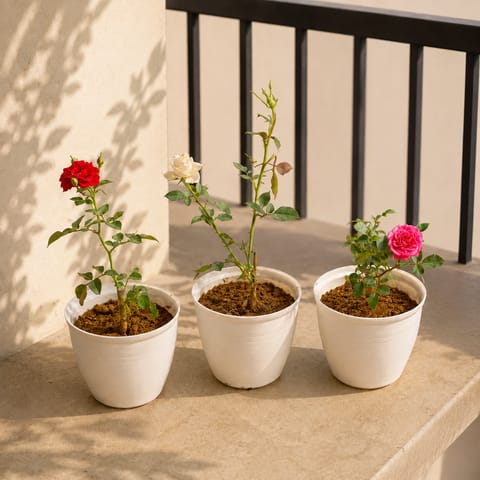 Roseful Paradise - Set of 3 - Rose (Red, Pink & White) in 08 Inch White Marble Premium Milo Round Plastic Pot