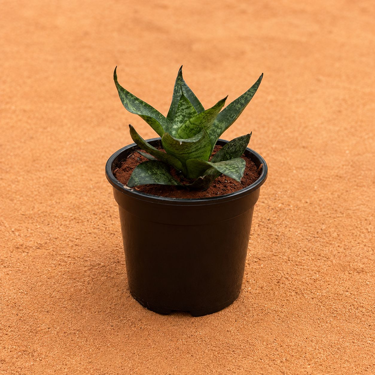 Snake Dwarf Green in 6 Inch Black Super Nursery Pot