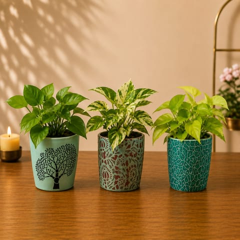 Ceramics Green Fortune - Set of 3 Assorted Money Plant in Heritage 5 Inch Vibrant Glass Designer Ceramic Pots (Any Colour)