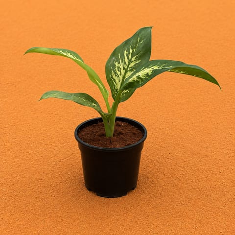 Dieffenbachia Seguine in 6 Inch Black Super Nursery Pot