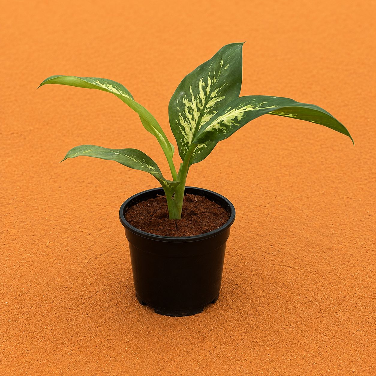 Dieffenbachia Seguine in 6 Inch Black Super Nursery Pot