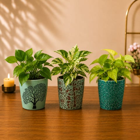 Green Fortune - Set of 3 Assorted Money Plant in Heritage 4 Inch Designer Ceramic Pots (Any Colour)
