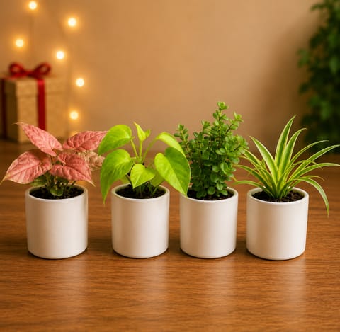 Indoor Bliss - Set of 4 - Syngonium Pink, Money plant, Spider & Jade in 4 Inch Stem Pipe Ceramic Pots