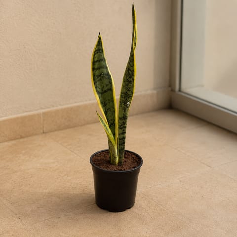 Snake Yellow Long in 6 Inch Black Super Nursery Pot