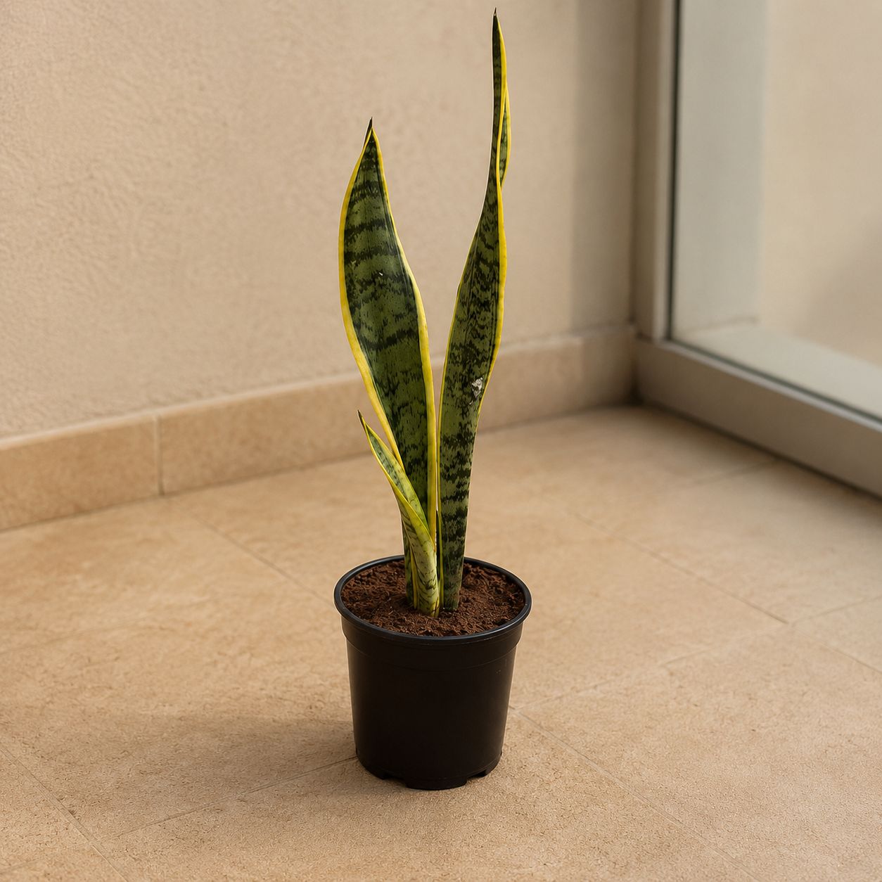 Snake Yellow Long in 6 Inch Black Super Nursery Pot