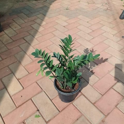 Zz Plant in 8 Inch Nursery Pot
