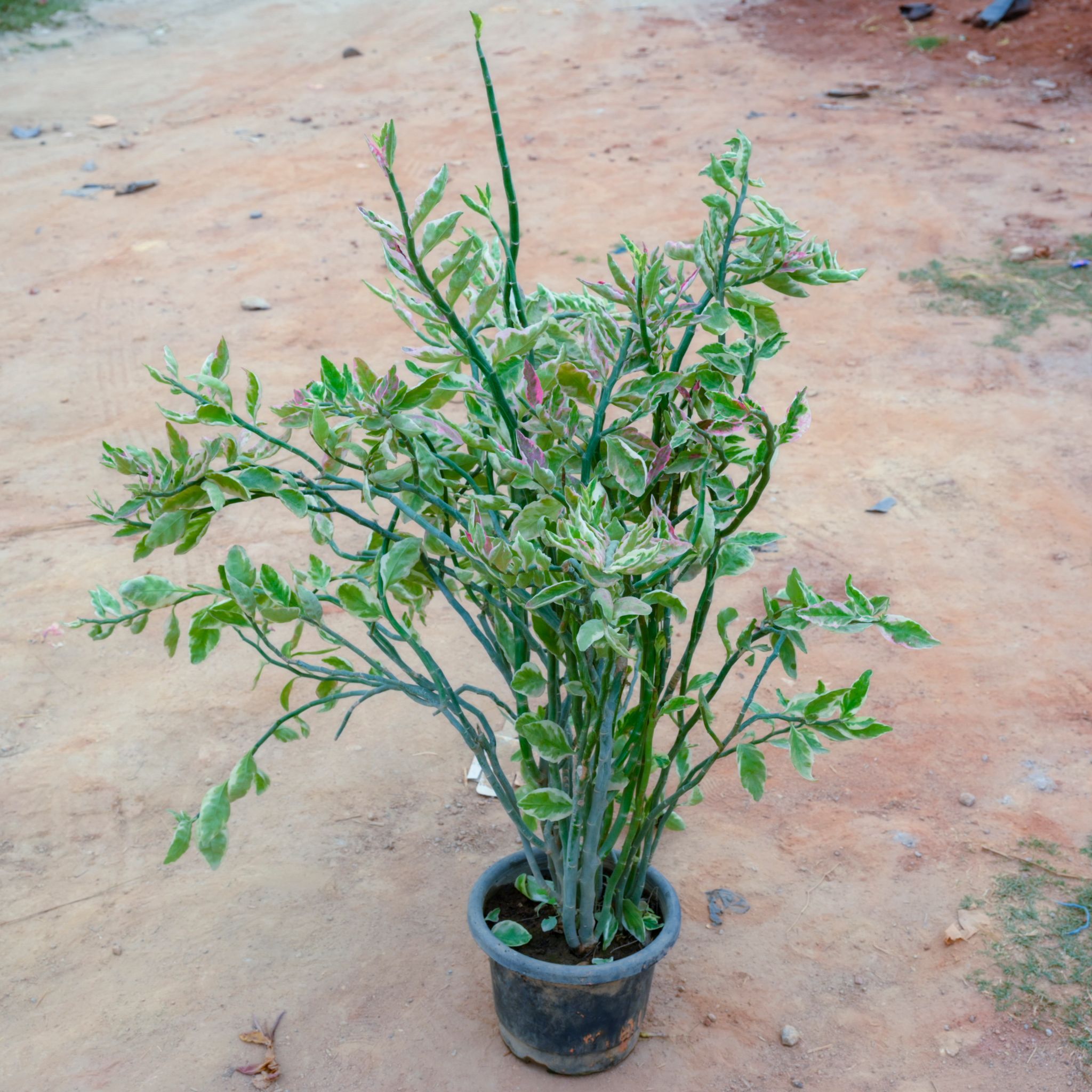 Zz White in 8 Inch Nursery Pot
