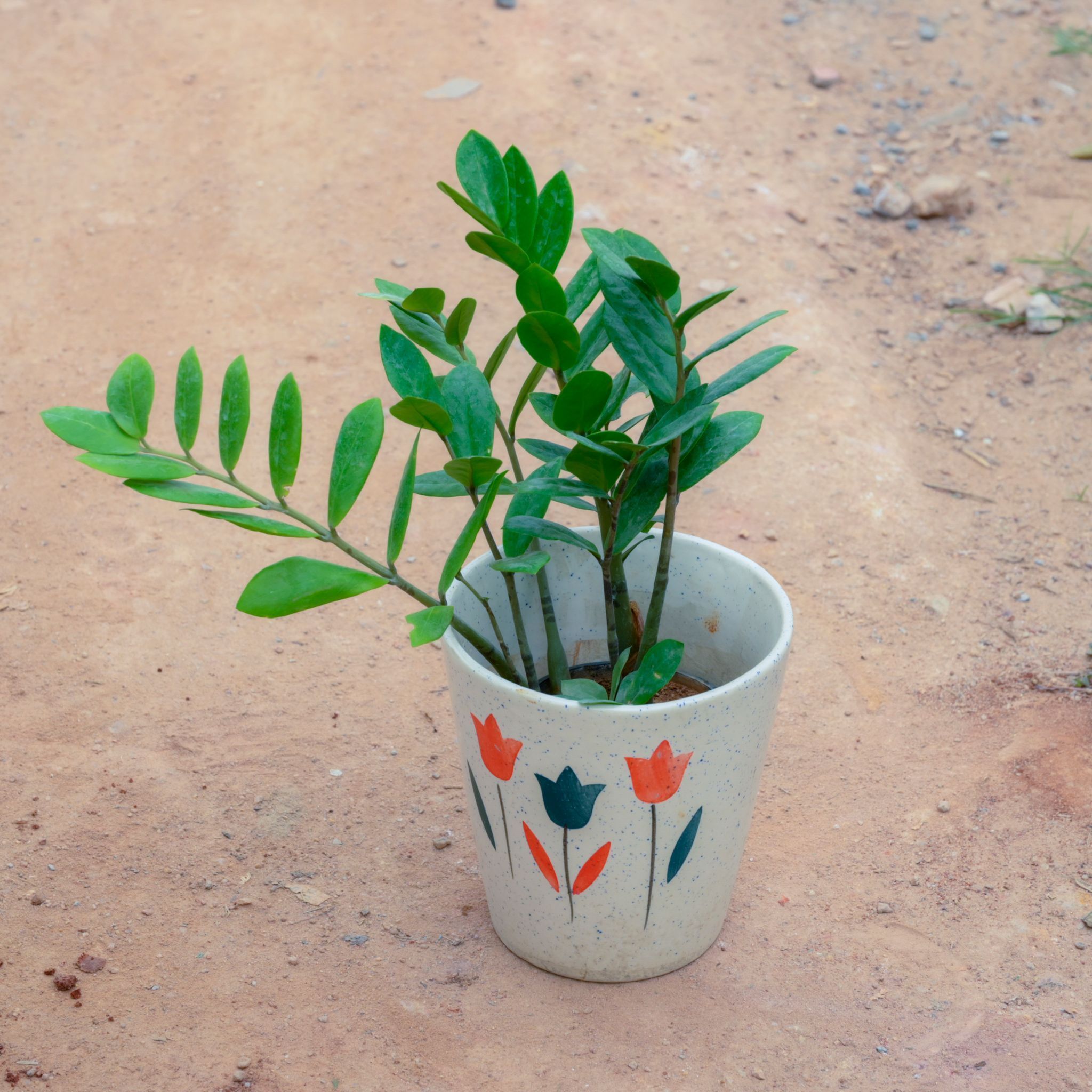 Zz Green in 7 Inch White Balti Designer Ceramic Pot (Any Design)