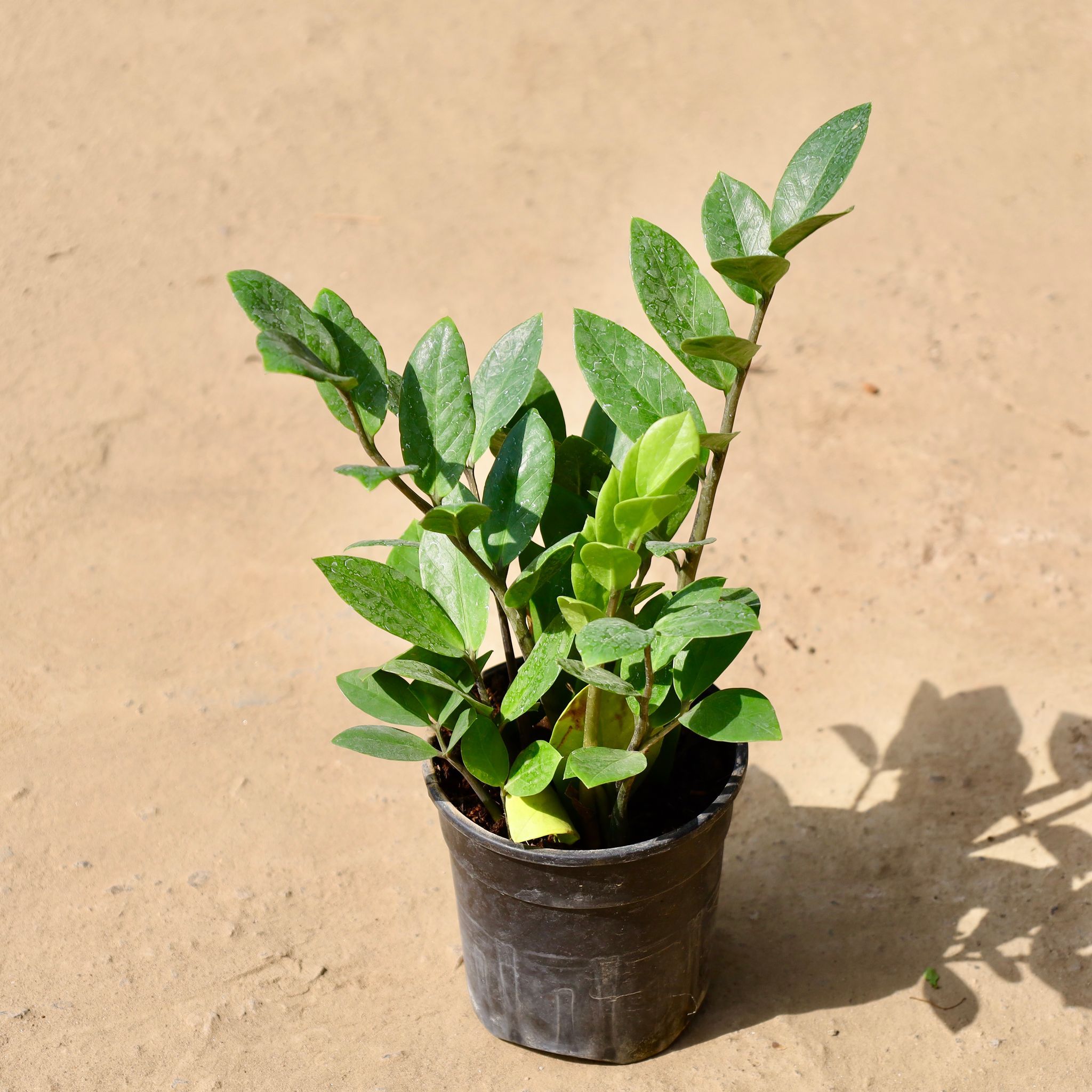 ZZ Plant in 6 inch Black Nursery Pot