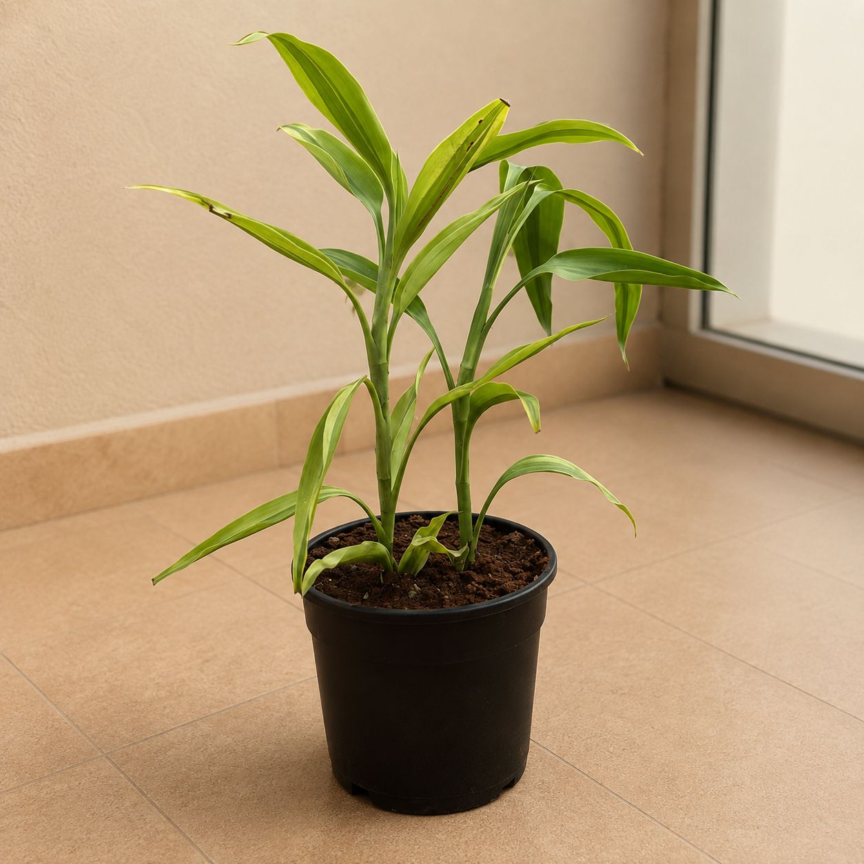 Lucky Bamboo Golden in 6 Inch Black Super Nursery Pot