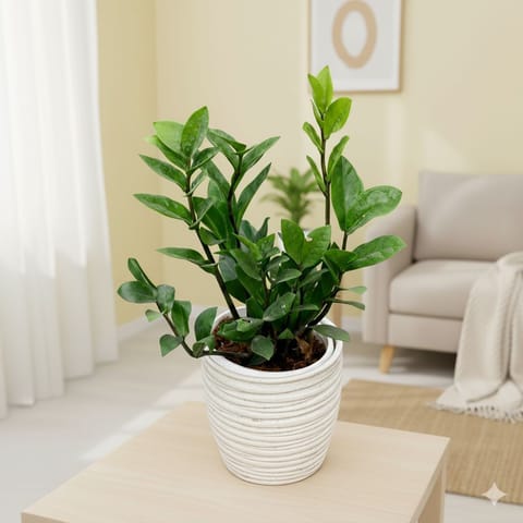 Zz Green in 5 Inch Stylish Cup Style Ceramic Pot (Any Colour)