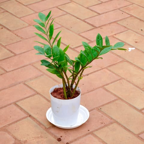 Zz Green in 5 Inch White Premium Sphere Plastic Pot with Tray