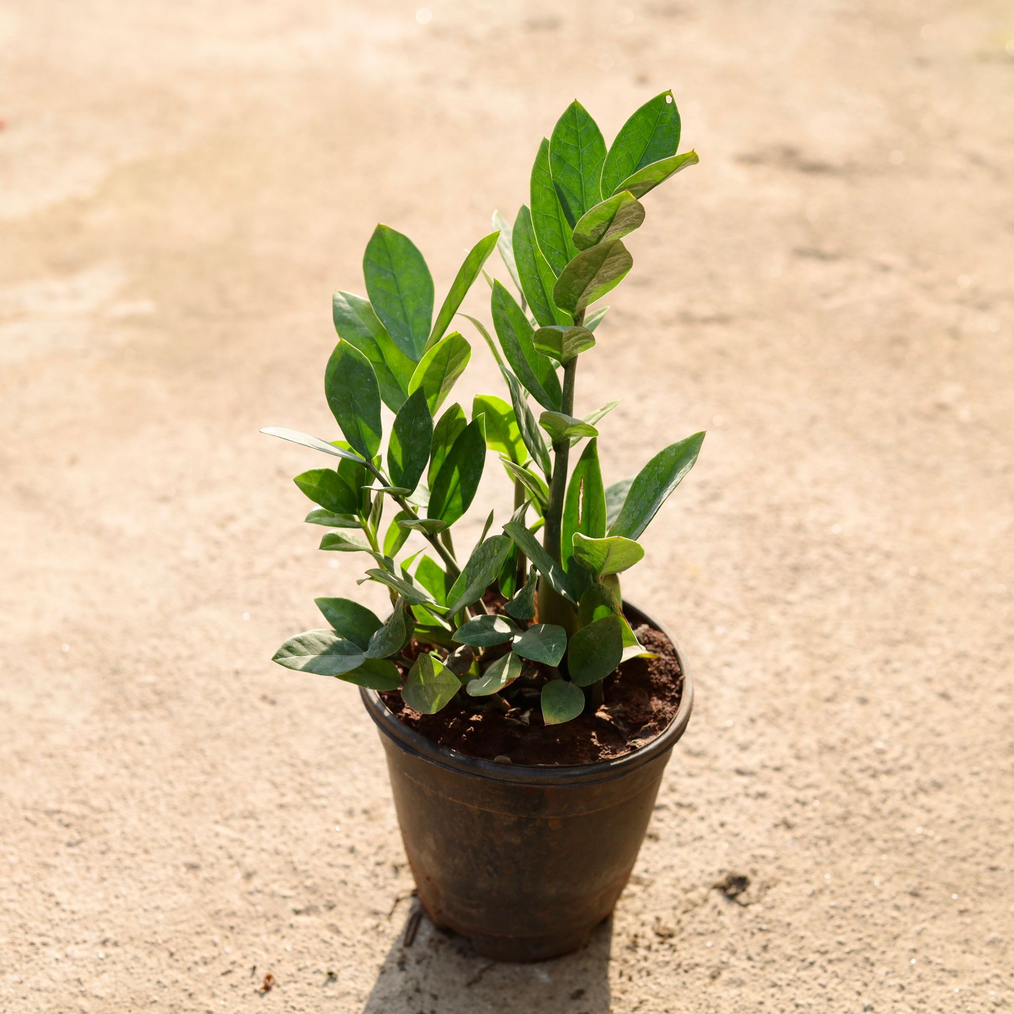 ZZ green in 6 Inch Nursery Pot