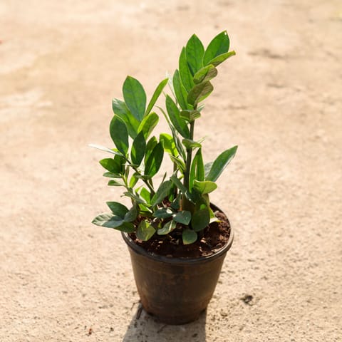 ZZ green in 6 Inch Nursery Pot