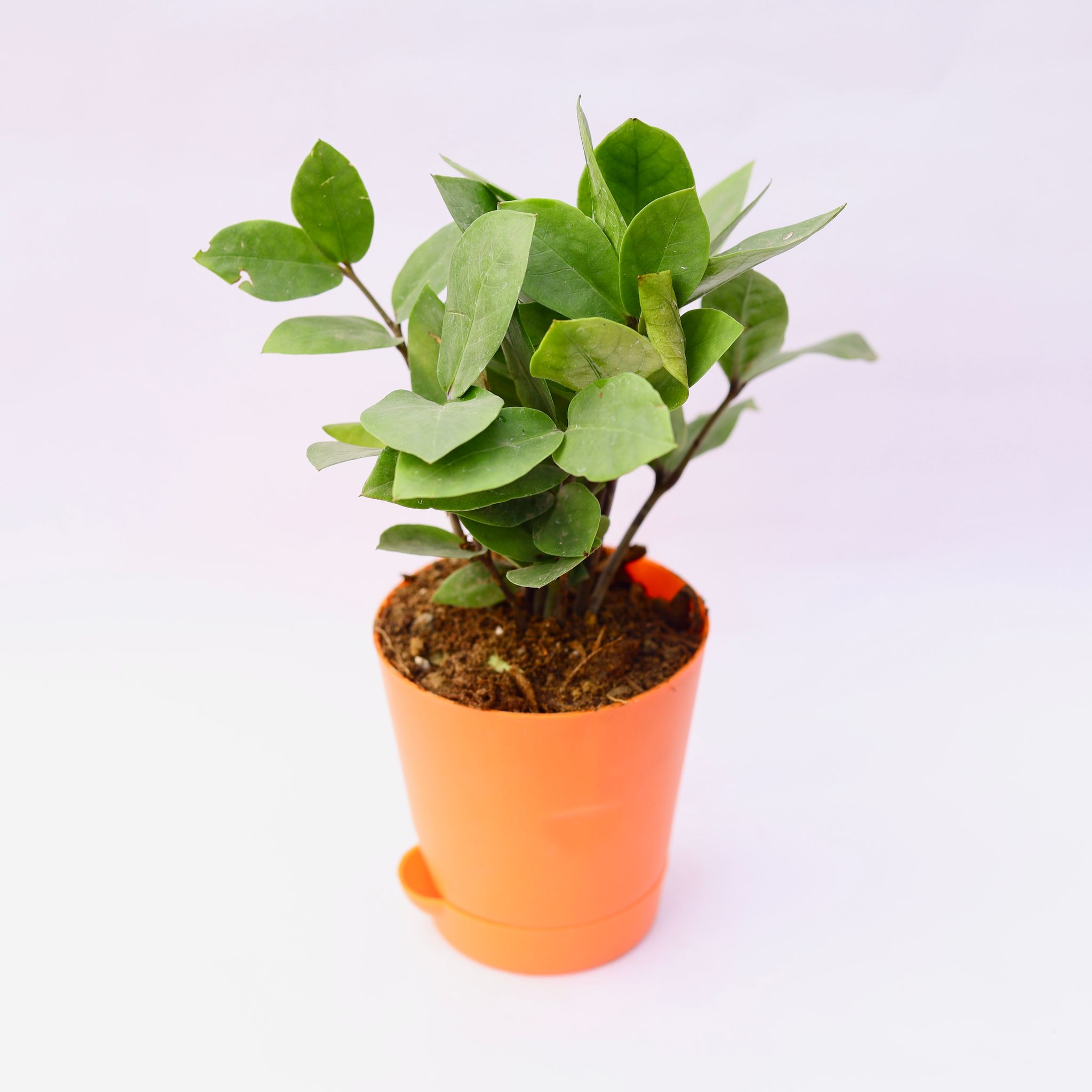 Zz Green in 4 Inch Orange Florence Self Watering Pot