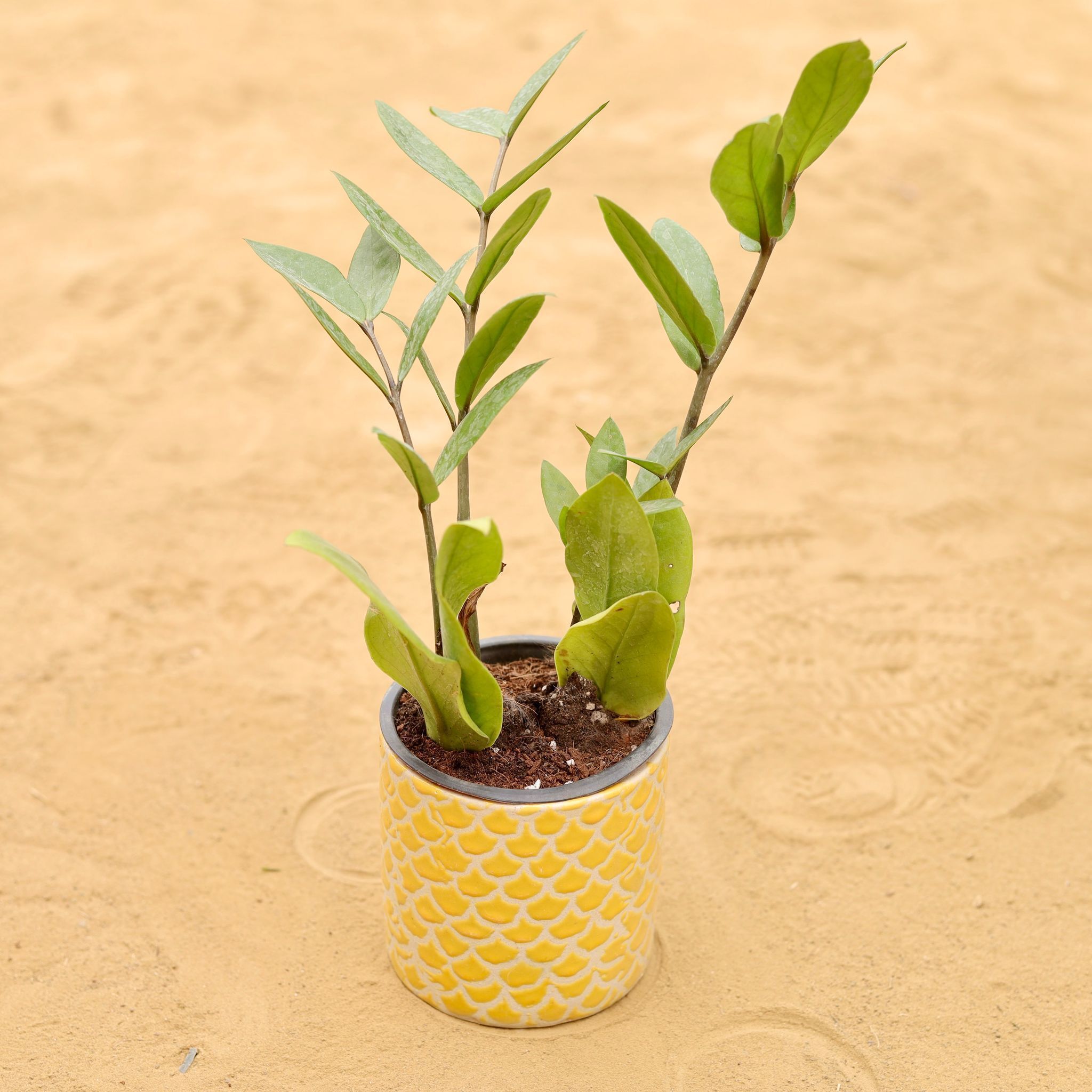 Zz Green in 4 Inch Yellow Fishscale Textured Cylindrical Ceramic Pot