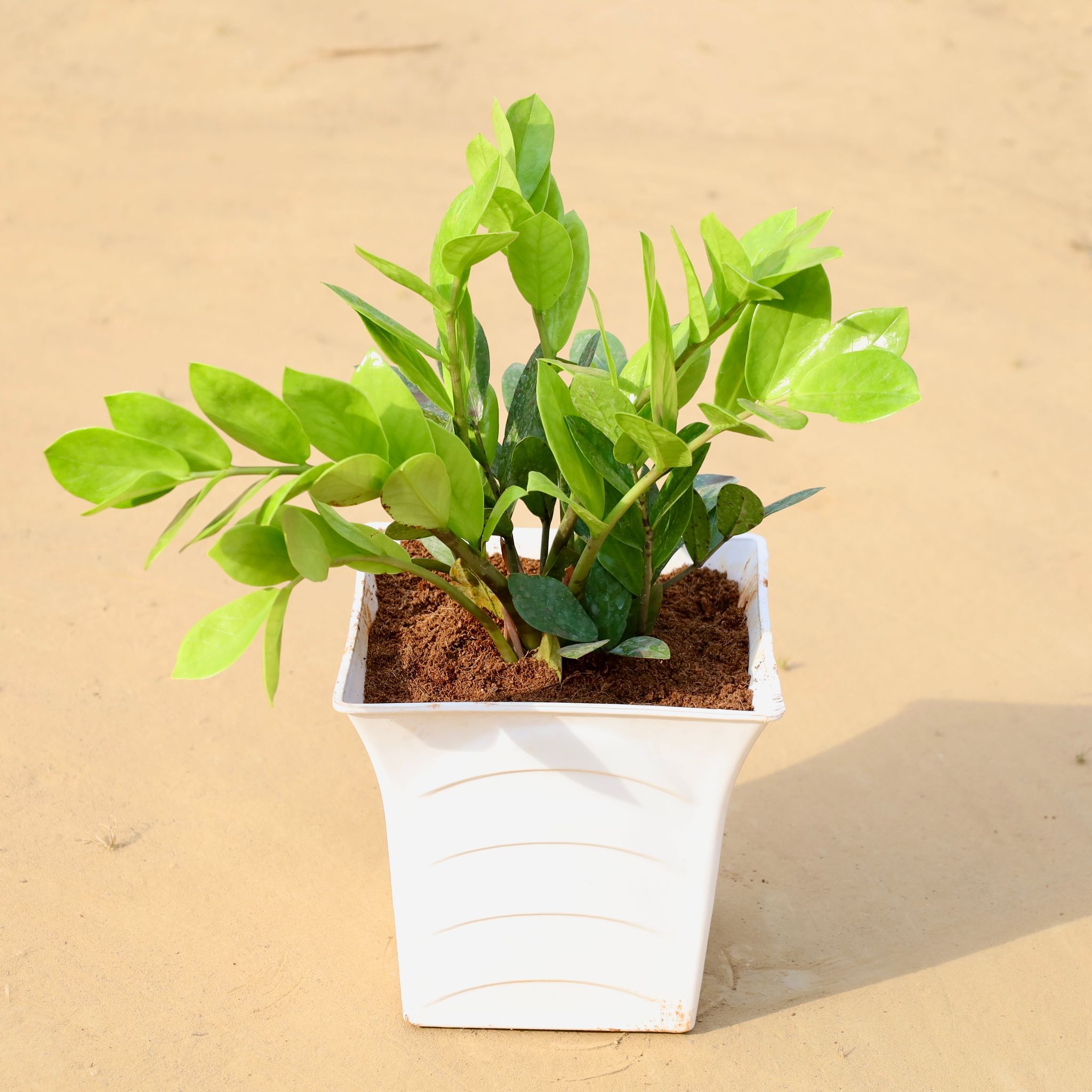 Zz Green in 08 Inch White Premium Tokyo Square Plastic Pot