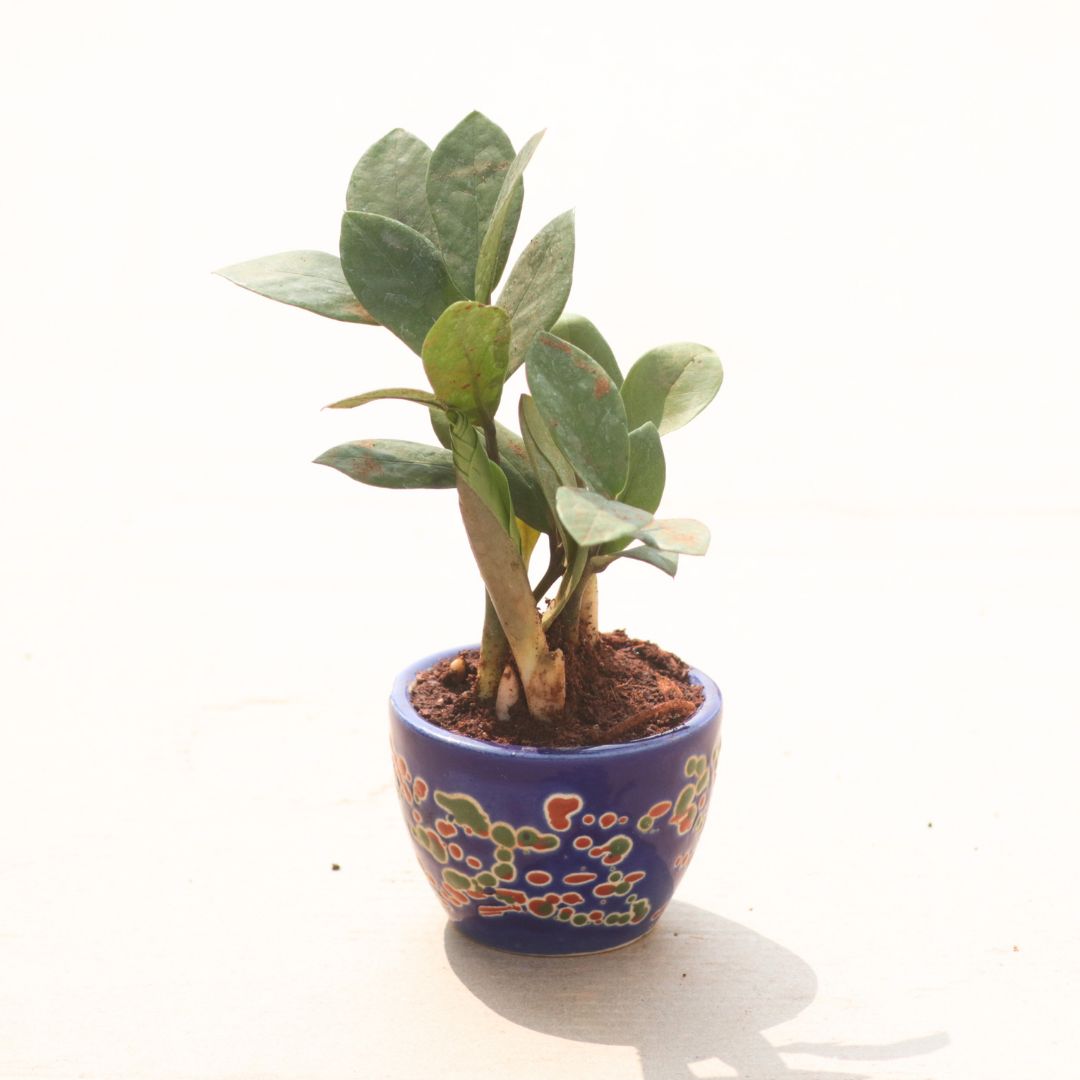 ZZ Green in 3 Inch Classy Cup Ceramic Pot (Any Colour & Design)