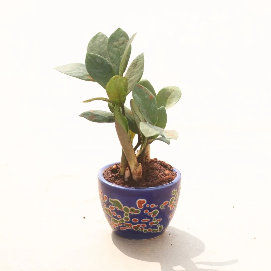 ZZ Green in 3 Inch Classy Cup Ceramic Pot (Any Colour & Design)