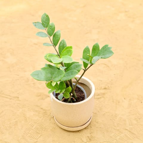 Zz Curly in 08 X 08 Inch Sandstone Premium Convessa Fiberglass Planter - Durable Large Size Decoratiive Fiber Pot For Indoor Outdoor Plants With 5 Year Warranty