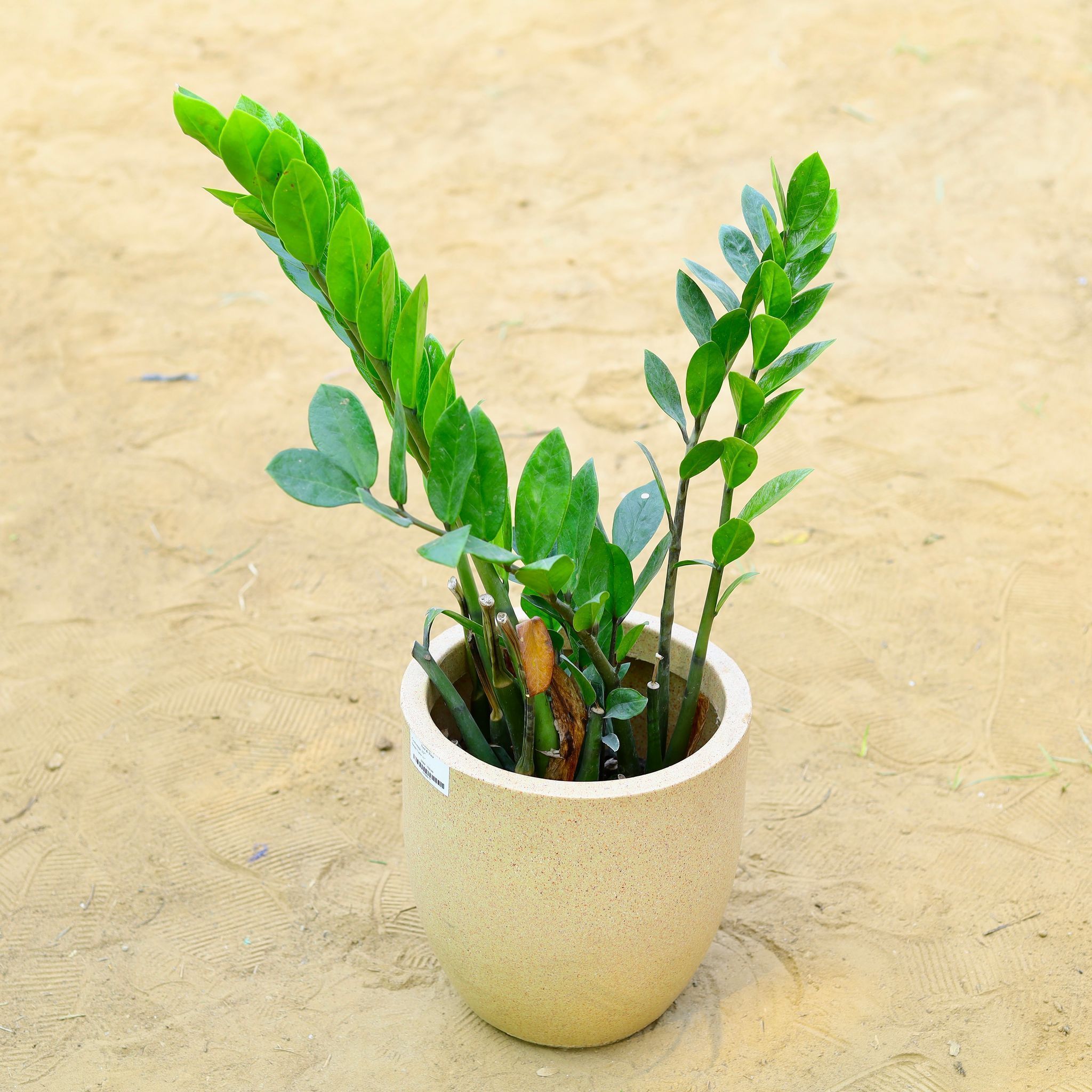 Zz Curly in 18 X 17 Inch Sandstone Premium Convessa Fiberglass Planter