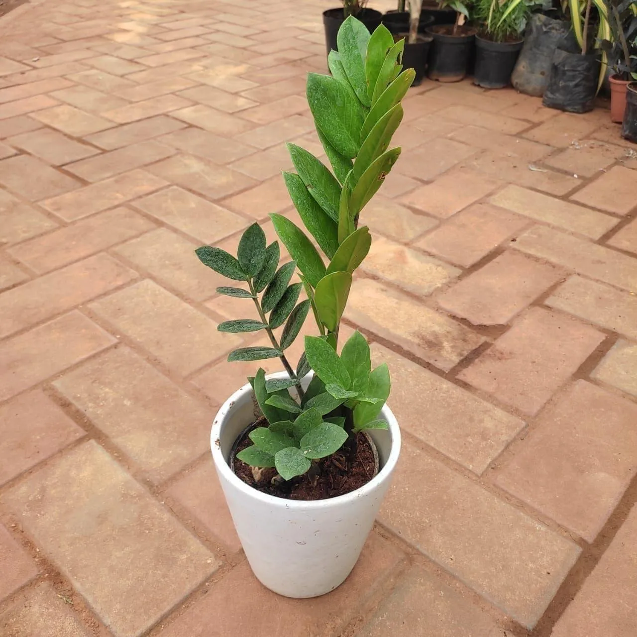 Zz Green (~ 1 Ft) in 6 Inch White Elegant Balti Ceramic Pot (any design)