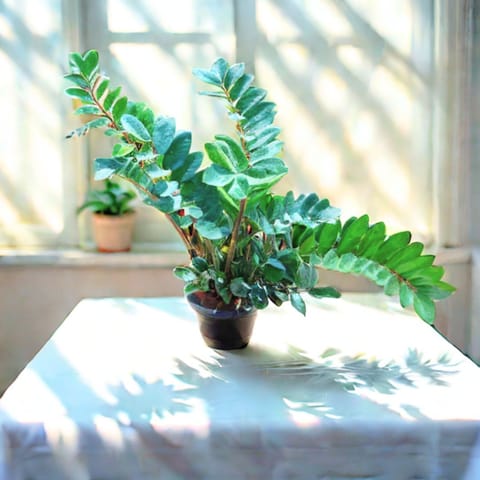 Zz Green (~1 ft) in 8 Inch Nursery Pot