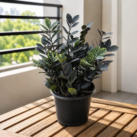 Zz Black in 8 Inch Nursery Pot