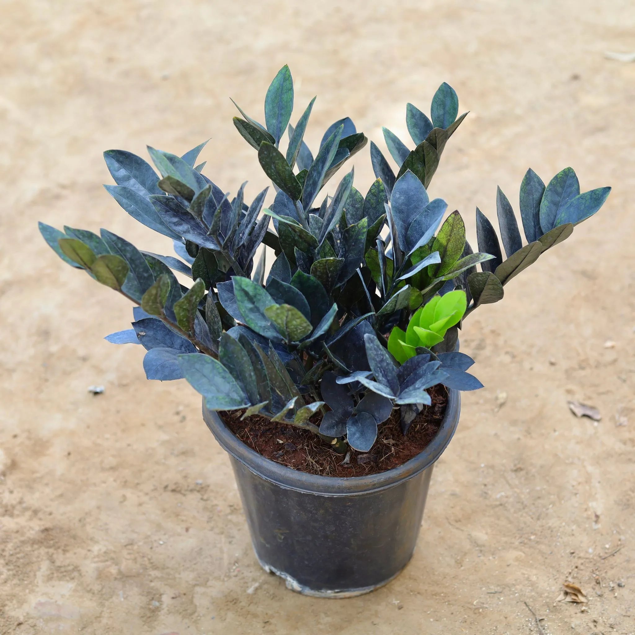 Zz Black in 8 inch Nursery Pot