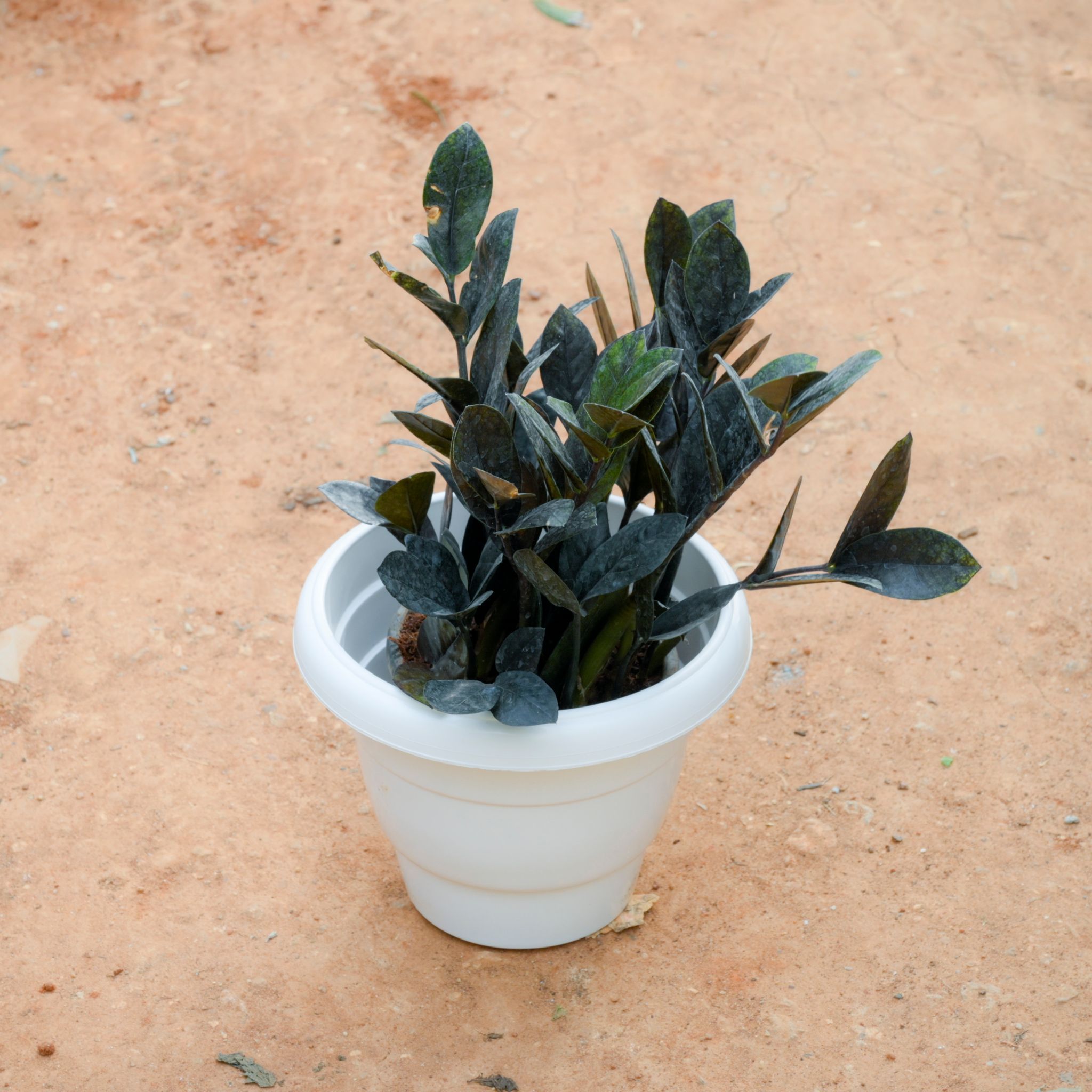Zz Black in 8 Inch White Classy Plastic Pot