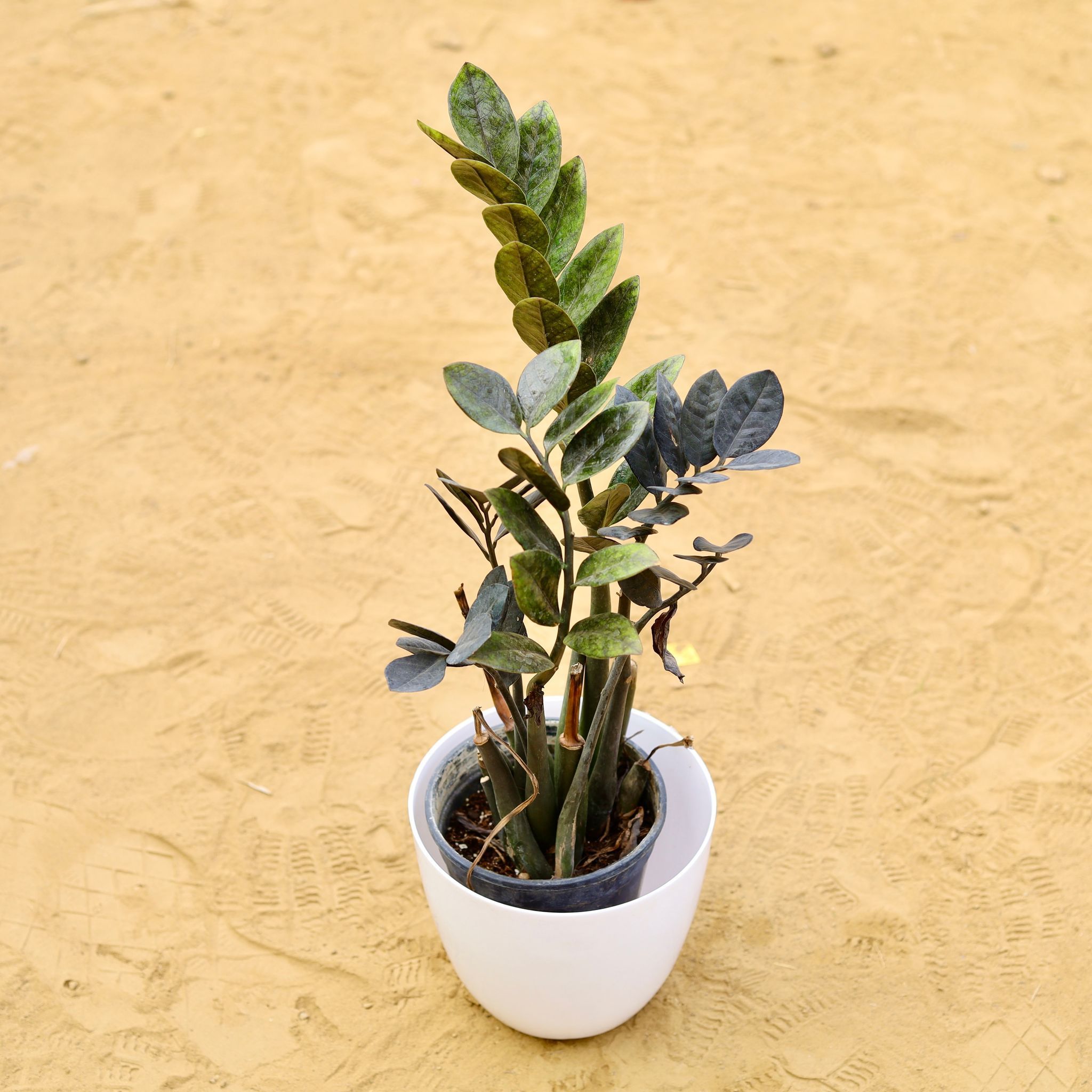 Zz Black in 8 Inch White Premium Orchid Round Plastic Pot