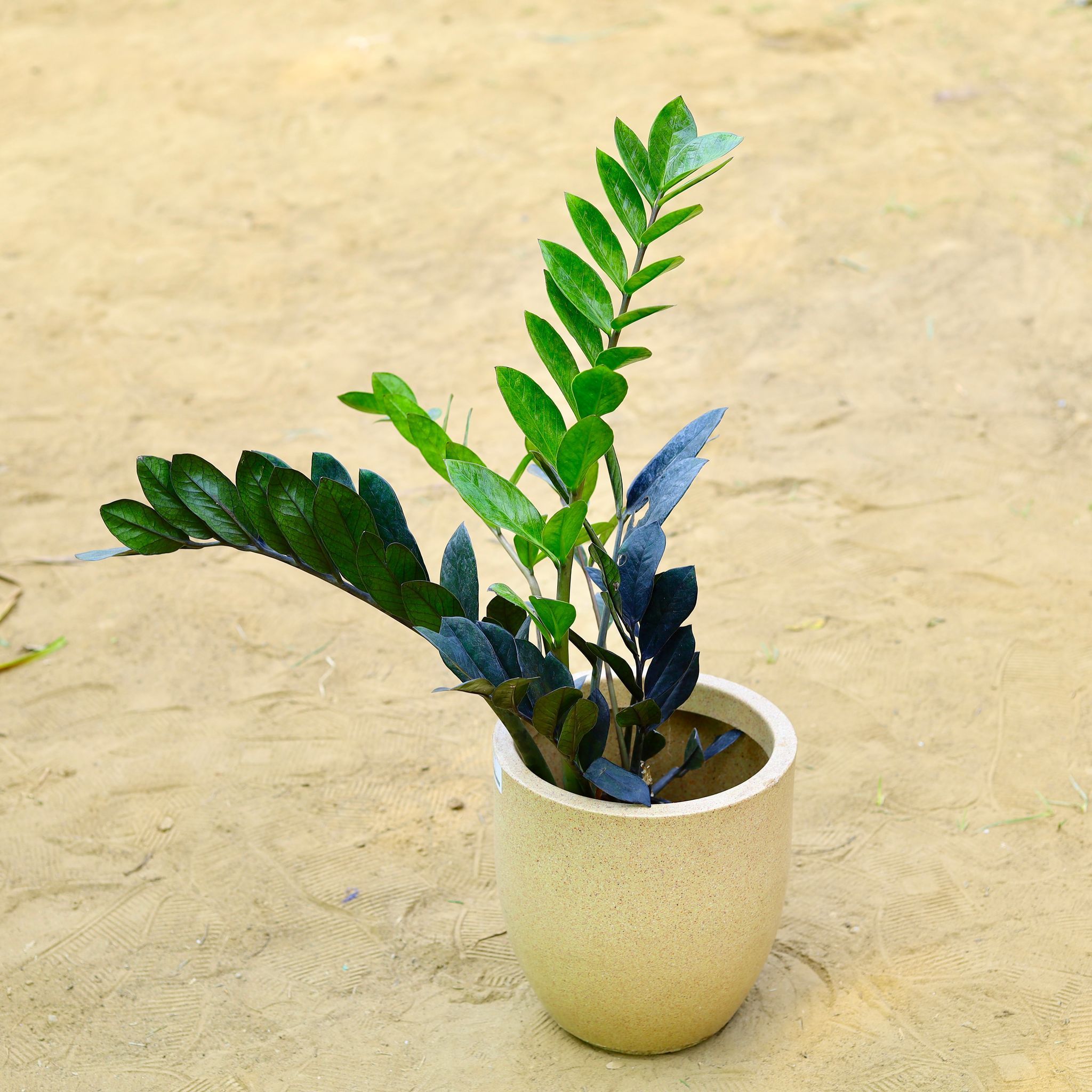 Zz Black in 18 X 17 Inch Sandstone Premium Convessa Fiberglass Planter