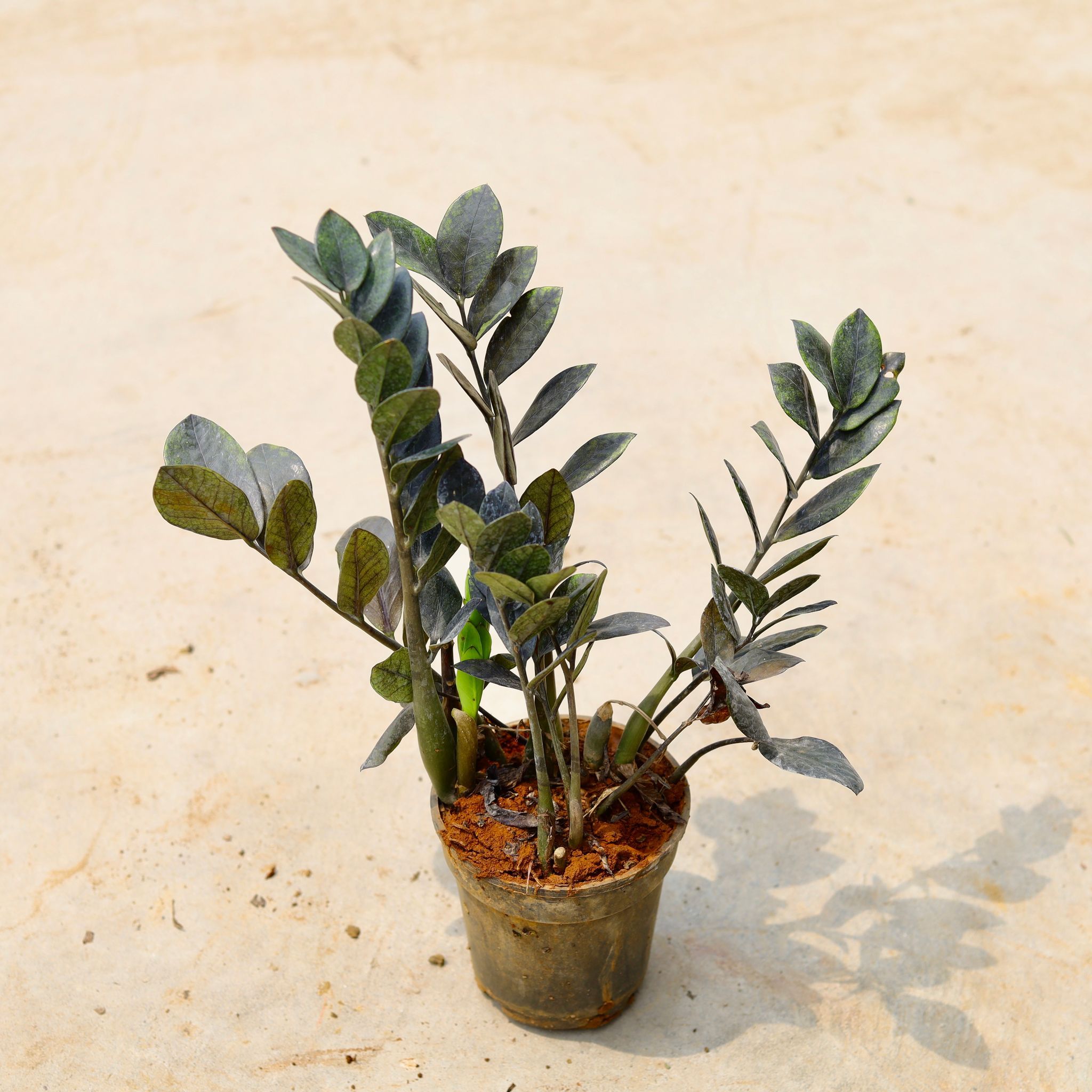 Zz Black in 5 Inch Nursery Pot