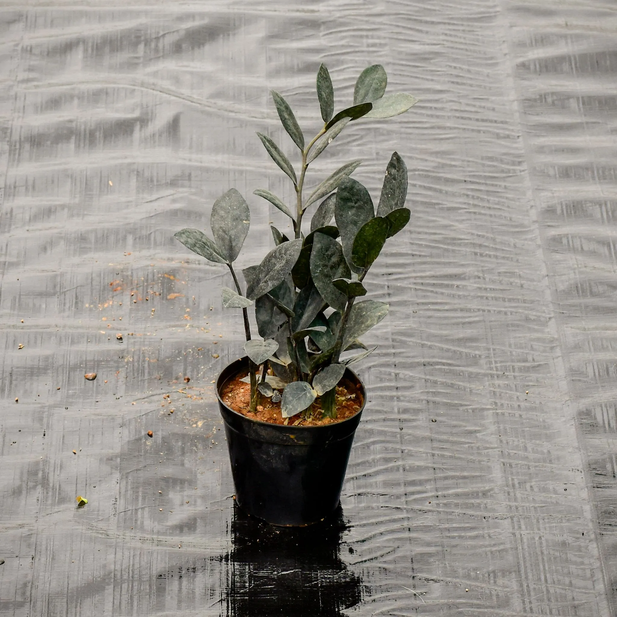 Zz Black in 5 Inch Nursery Pot