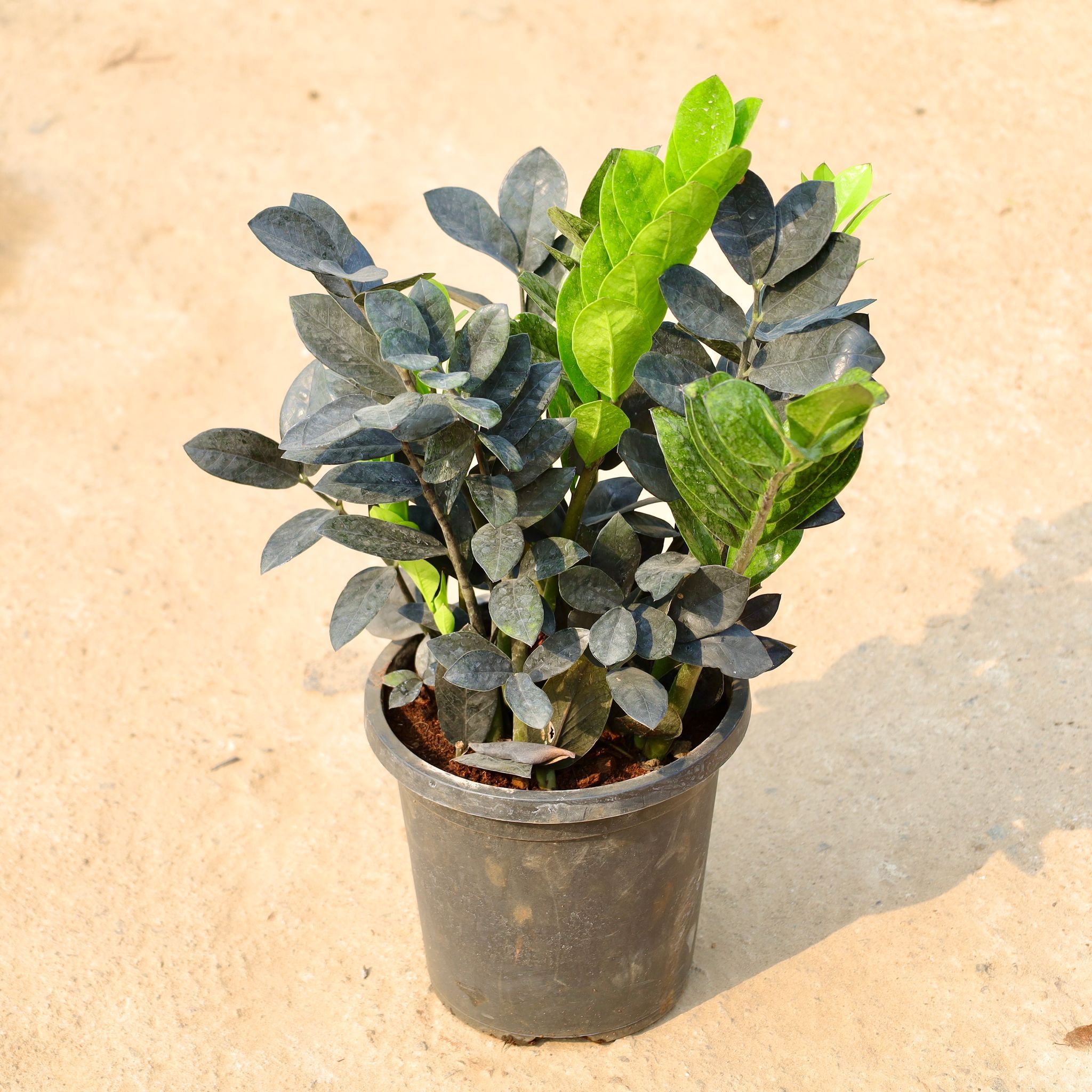 Zz Black in 6 Inch Nursery Pot